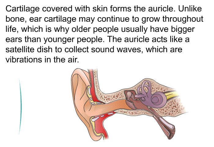 Cartilage covered with skin forms the auricle. Unlike bone, ear cartilage may continue to grow throughout life, which is why older people usually have bigger ears than younger people. The auricle acts like a satellite dish to collect sound waves, which are vibrations in the air.