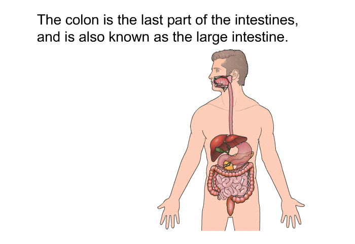 The colon is the last part of the intestines, and is also known as the large intestine.