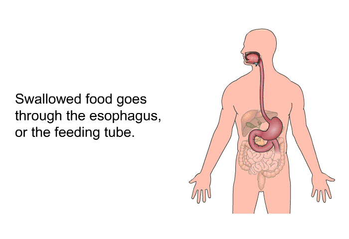 Swallowed food goes through the esophagus, or the feeding tube.