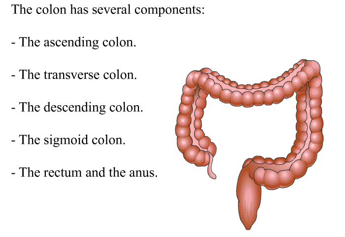 The colon has several components:  The ascending colon. The transverse colon. The descending colon. The sigmoid colon. The rectum and the anus.