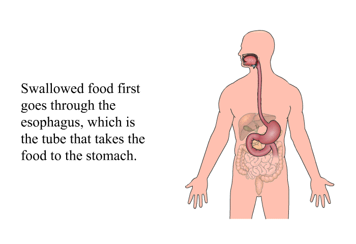 Swallowed food first goes through the esophagus, which is the tube that takes the food to the stomach.