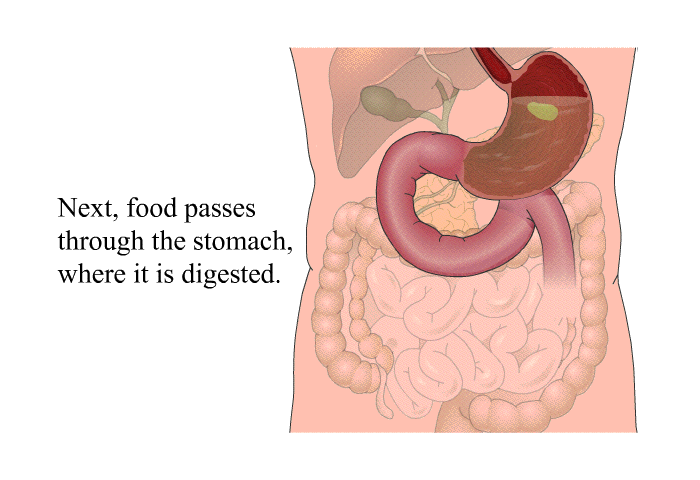 Next, food passes through the stomach, where it is digested.