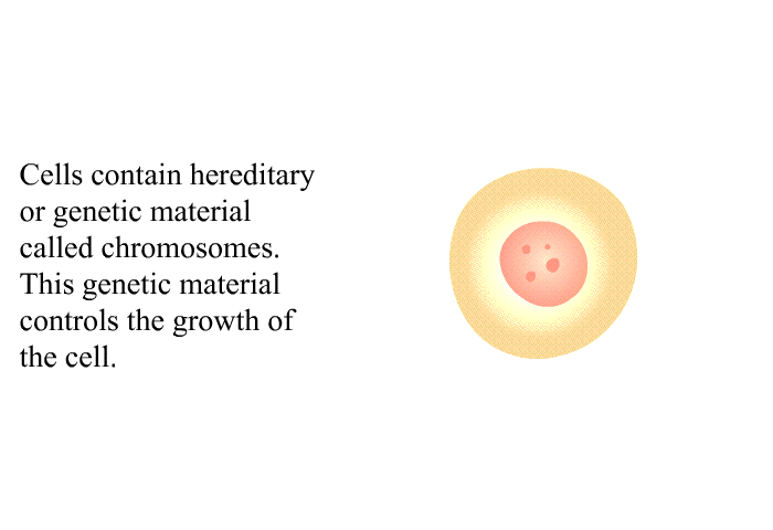 Cells contain hereditary or genetic material called chromosomes. This genetic material controls the growth of the cell.