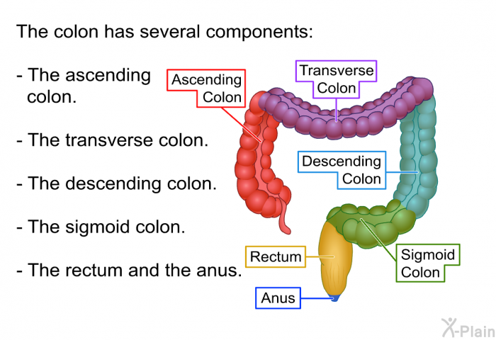 The colon has several components:  The ascending colon. The transverse colon. The descending colon. The sigmoid colon. The rectum and the anus.