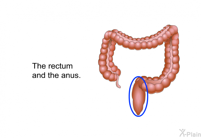 The rectum and the anus.