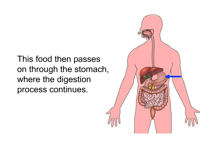 This food then passes on through the stomach, where the digestion process continues.