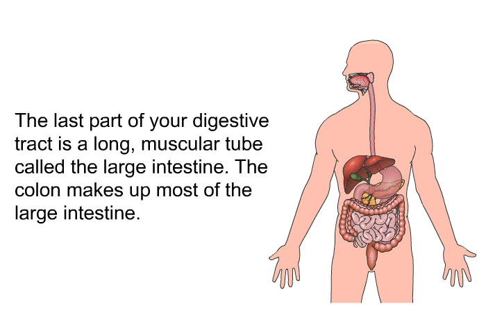 The last part of your digestive tract is a long, muscular tube called the large intestine. The colon makes up most of the large intestine.