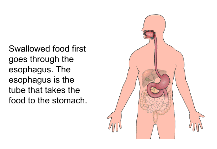 Swallowed food first goes through the esophagus. The esophagus is the tube that takes the food to the stomach.