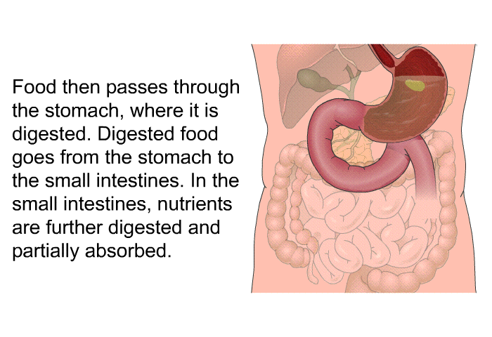 Food then passes through the stomach, where it is digested. Digested food goes from the stomach to the small intestines. In the small intestines, nutrients are further digested and partially absorbed.
