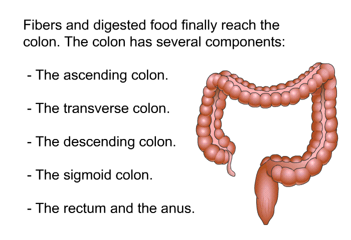 Fibers and digested food finally reach the colon. The colon has several components:  The ascending colon. The transverse colon. The descending colon. The sigmoid colon. The rectum and the anus.