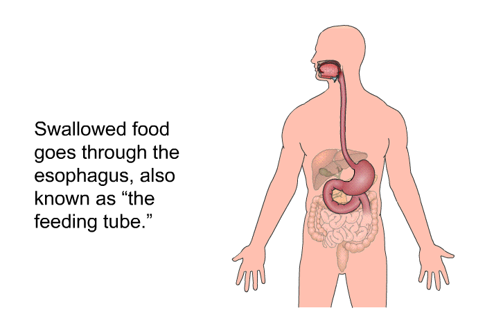 Swallowed food goes through the esophagus, also known as “the feeding tube.”