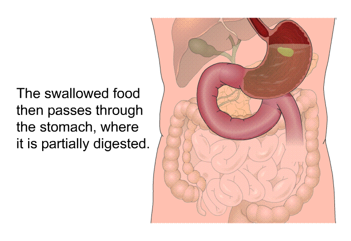 The swallowed food then passes through the stomach, where it is partially digested.