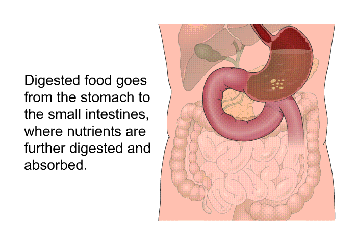 Digested food goes from the stomach to the small intestines, where nutrients are further digested and absorbed.