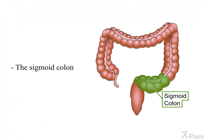 The sigmoid colon