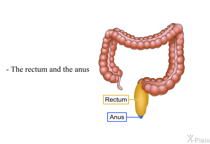 The rectum and the anus