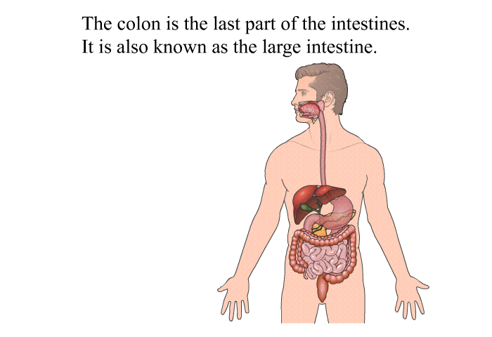 The colon is the last part of the intestines. It is also known as the large intestine.