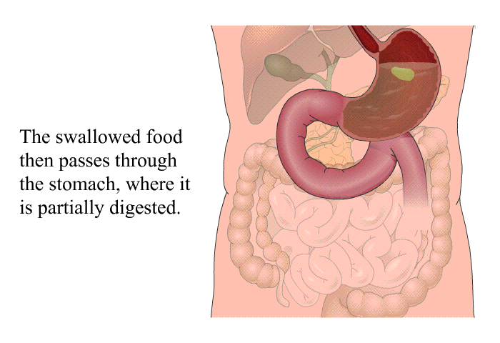 The swallowed food then passes through the stomach, where it is partially digested.