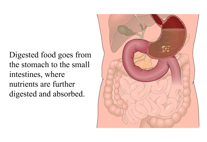 Digested food goes from the stomach to the small intestines, where nutrients are further digested and absorbed.