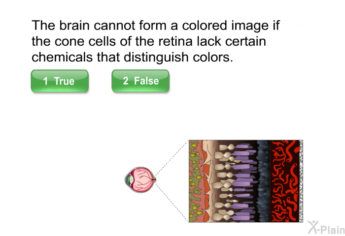 The brain cannot form a colored image if the cone cells of the retina lack certain chemicals that distinguish colors. Select True or False.