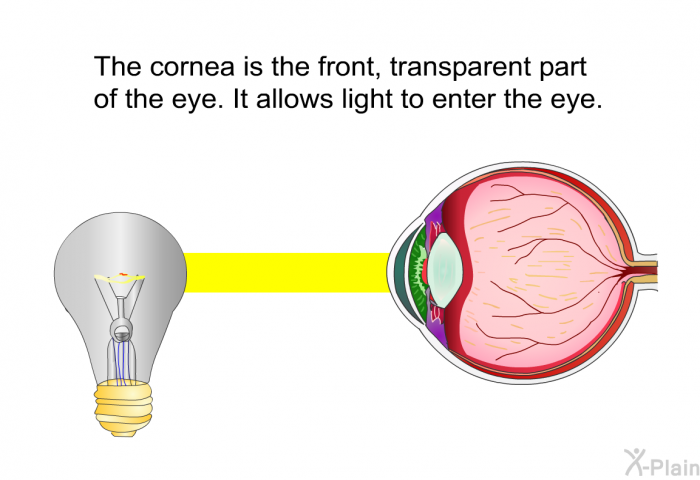 The cornea is the front, transparent part of the eye. It allows light to enter the eye.