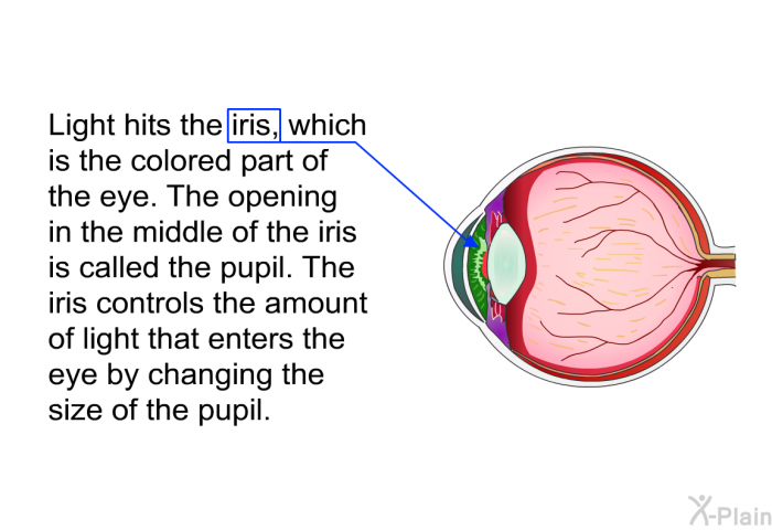 Light hits the iris, which is the colored part of the eye. The opening in the middle of the iris is called the pupil. The iris controls the amount of light that enters the eye by changing the size of the pupil.