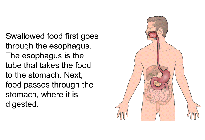 Swallowed food first goes through the esophagus. The esophagus is the tube that takes the food to the stomach. Next, food passes through the stomach, where it is digested.