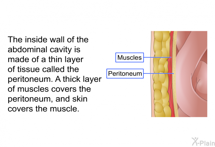 The inside wall of the abdominal cavity is made of a thin layer of tissue called the peritoneum. A thick layer of muscles covers the peritoneum, and skin covers the muscle.