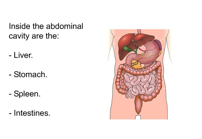 Inside the abdominal cavity are the:  Liver. Stomach. Spleen. Intestines.