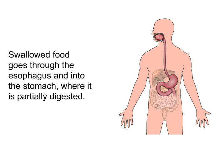 Swallowed food goes through the esophagus and into the stomach, where it is partially digested.