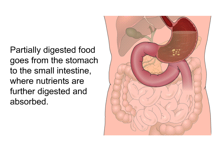 Partially digested food goes from the stomach to the small intestine, where nutrients are further digested and absorbed.