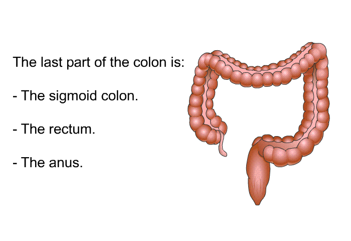 The last part of the colon is:  The sigmoid colon. The rectum. The anus.