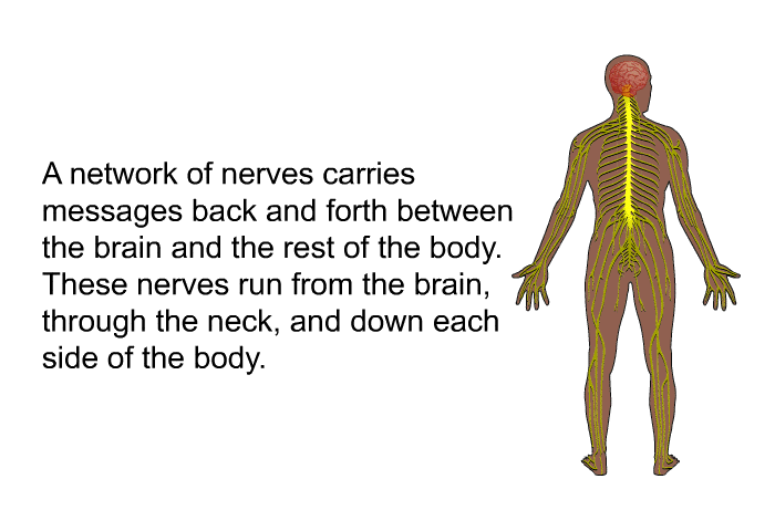 A network of nerves carries messages back and forth between the brain and the rest of the body. These nerves run from the brain, through the neck, and down each side of the body.