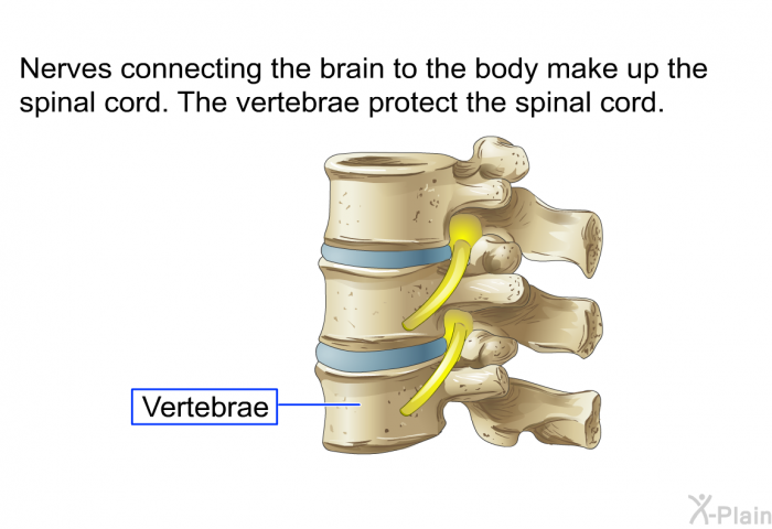 Nerves connecting the brain to the body make up the spinal cord. The vertebrae protect the spinal cord.