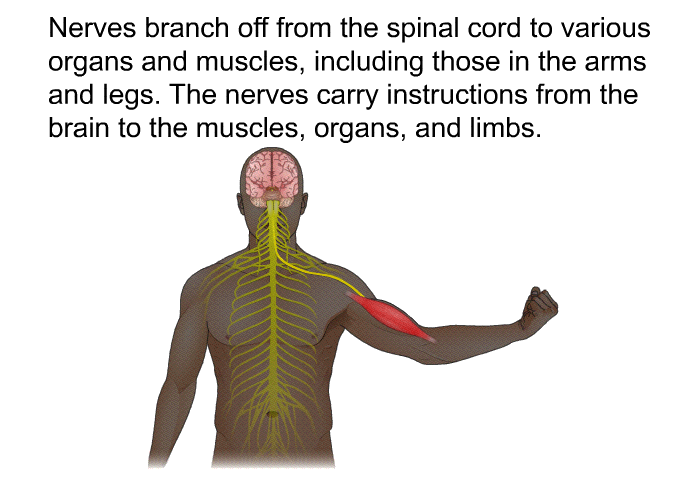 Nerves branch off from the spinal cord to various organs and muscles, including those in the arms and legs. The nerves carry instructions from the brain to the muscles, organs, and limbs.