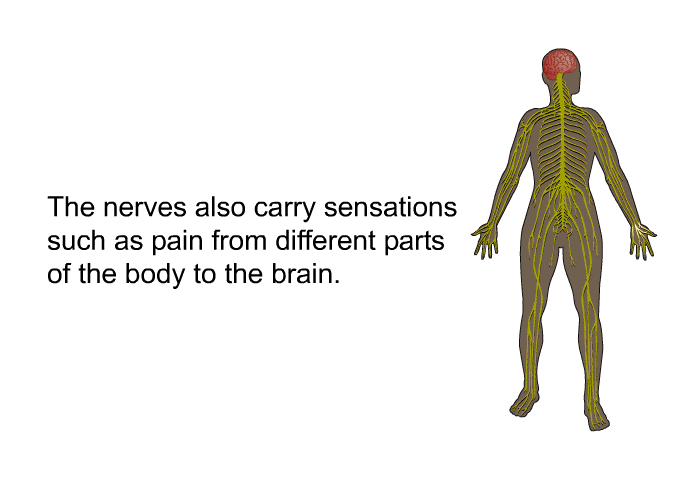 The nerves also carry sensations such as pain from different parts of the body to the brain.