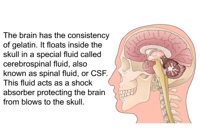 The brain has the consistency of gelatin. It floats inside the skull in a special fluid called cerebrospinal fluid, also known as spinal fluid, or CSF. This fluid acts as a shock absorber protecting the brain from blows to the skull.