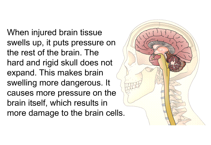 When injured brain tissue swells up, it puts pressure on the rest of the brain. The hard and rigid skull does not expand. This makes brain swelling more dangerous. It causes more pressure on the brain itself, which results in more damage to the brain cells.