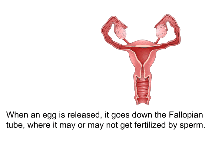 When an egg is released, it goes down the fallopian tube, where it may or may not get fertilized by sperm.
