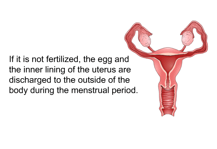 If it is not fertilized, the egg and the inner lining of the uterus are discharged to the outside of the body during the menstrual period.