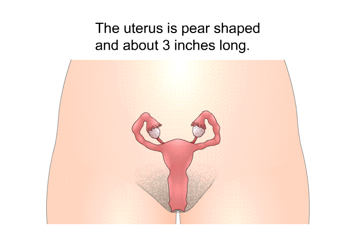 The uterus is pear shaped and about 3 inches long.
