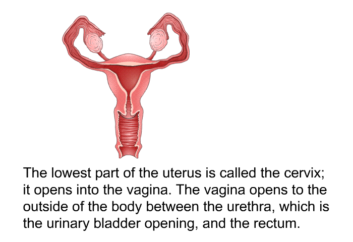 The lowest part of the uterus is called the cervix; it opens into the vagina. The vagina opens to the outside of the body between the urethra, which is the urinary bladder opening, and the rectum.