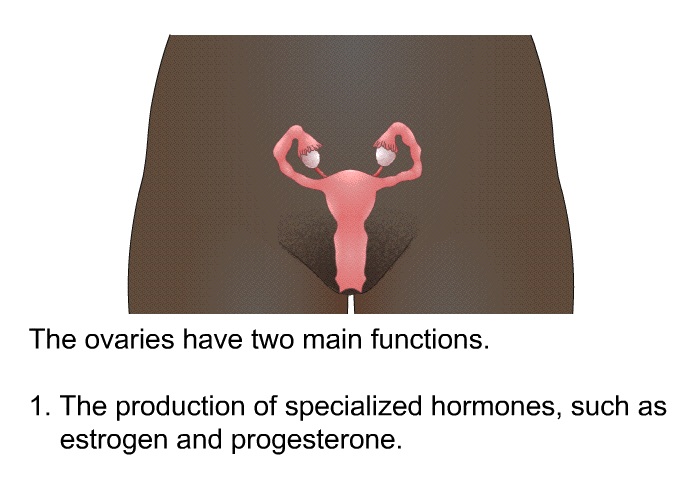The ovaries have two main functions.  The production of specialized hormones, such as estrogen and progesterone.