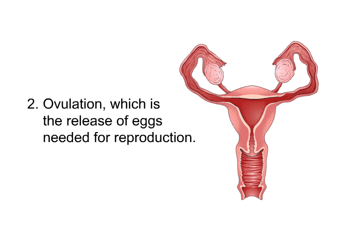 Ovulation, which is the release of eggs needed for reproduction.