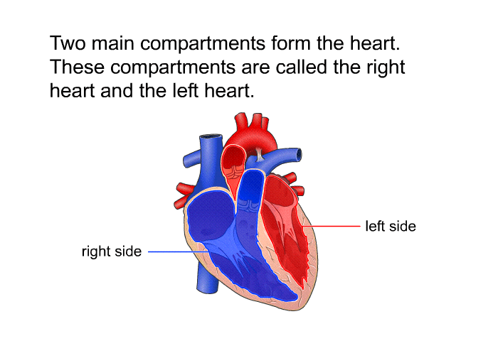 Two main compartments form the heart. These compartments are called the right heart and the left heart.