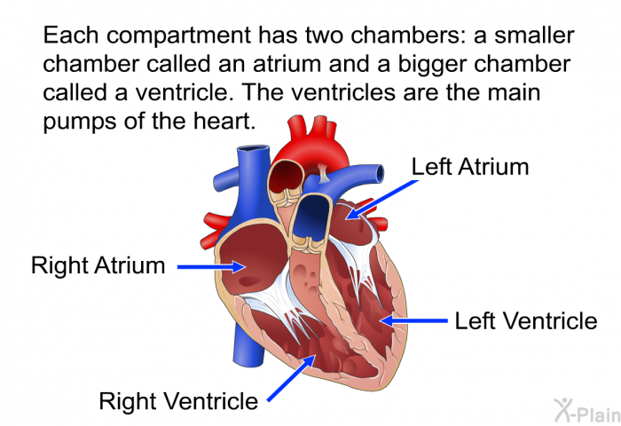 Each compartment has two chambers: a smaller chamber called an atrium and a bigger chamber called a ventricle. The ventricles are the main pumps of the heart.