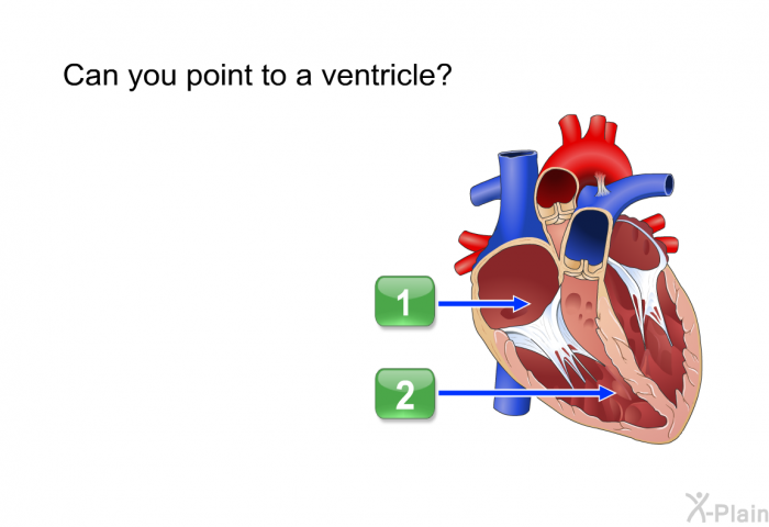 Can you point to a ventricle?