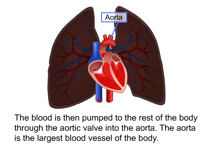 The blood is then pumped to the rest of the body through the aortic valve into the aorta. The aorta is the largest blood vessel of the body.