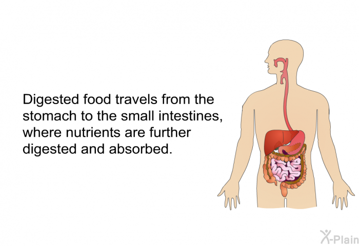 Digested food travels from the stomach to the small intestines, where nutrients are further digested and absorbed.