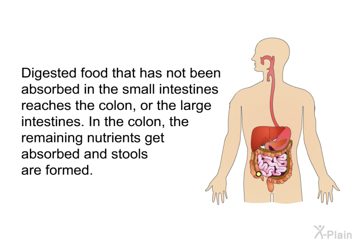 Digested food that has not been absorbed in the small intestines reaches the colon, or the large intestines. In the colon, the remaining nutrients get absorbed and stools are formed.