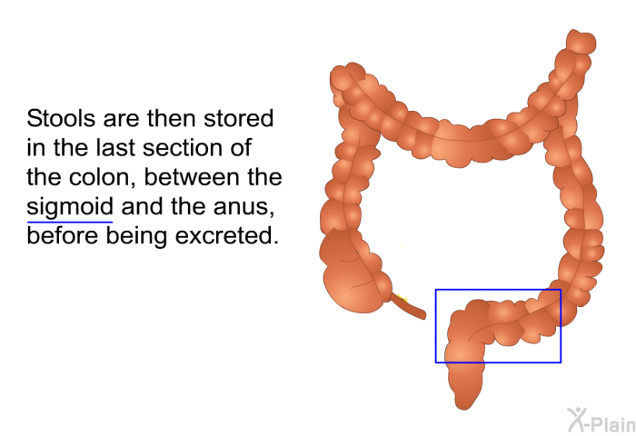Stools are then stored in the last section of the colon, between the sigmoid and the anus, before being excreted.
